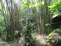 Parque Guanayara - Bambushain