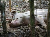Parque Guanayara - Siesta