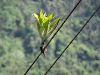 Bromelien auf Stromleitungen...