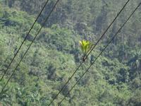 Bromelien auf Stromleitungen...