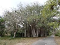 Cienfuegos - Jardin Botanico Soledad