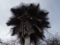 Cienfuegos - Jardin Botanico Soledad