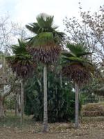 Cienfuegos - Jardin Botanico Soledad