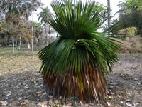Cienfuegos - Jardin Botanico Soledad