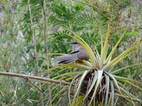 Cienfuegos - Jardin Botanico Soledad