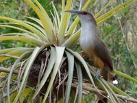 Cienfuegos - Jardin Botanico Soledad