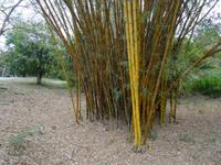 Cienfuegos - Jardin Botanico Soledad