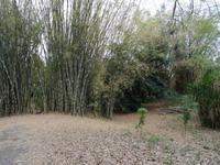 Cienfuegos - Jardin Botanico Soledad