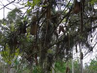 Cienfuegos - Jardin Botanico Soledad - 