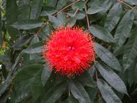 Cienfuegos - Jardin Botanico Soledad
