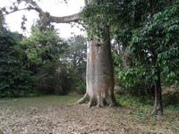 Cienfuegos - Jardin Botanico Soledad - Elefantenfuß