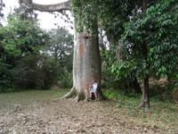 Cienfuegos - Jardin Botanico Soledad - Elefantenfuß