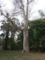 Cienfuegos - Jardin Botanico Soledad - Elefantenfuß