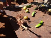 ehemalige Zuckerrohrplantage “Australia”