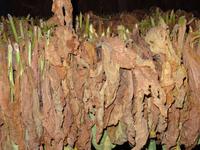 Vinales Tal - Tabakproduktion