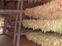 Vinales Tal - Tabakproduktion