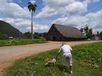Vinales Tal - Tabakproduktion