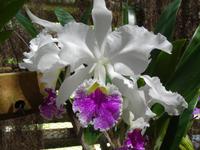 Soroa - Orchideengarten