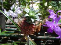 Soroa - Orchideengarten