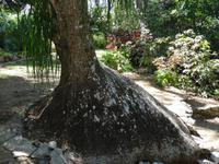 Soroa - Orchideengarten