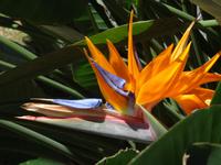 Soroa - Orchideengarten