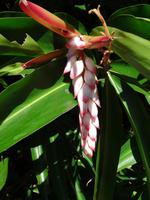 Soroa - Orchideengarten