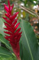 Blume vor der Tropfsteinhöhle Cueva del Indio 