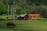 Ochse macht Frühstück
