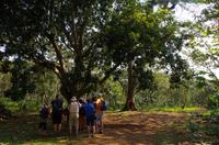 Wanderung im tropischen Wald