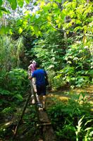 Wanderung im tropischen Wald