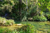 Wanderung im tropischen Wald