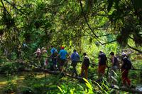 Wanderung im tropischen Wald