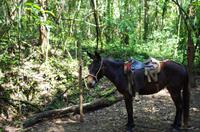 Wanderung im tropischen Wald