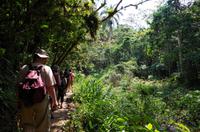 Wanderung im tropischen Wald
