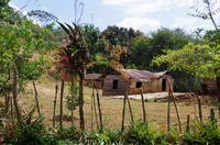 Wanderung im tropischen Wald
