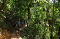 Wanderung im tropischen Wald