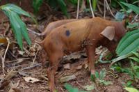 Wanderung im tropischen Wald