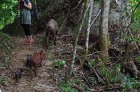 Wanderung im tropischen Wald