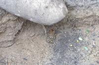 Ein Frosch - der Schrecken unserer Reiseleiterin