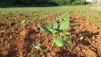 1308 Vinales - Tabakfeld