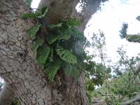 ich wachse in Dir und auf Dir