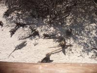 zutrauliche Leguane wo man schaut