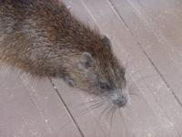 Baumratte bleibt brav auf dem Boden