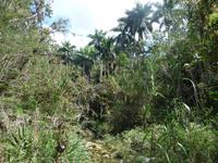 Urwald wie ihn Kolumbus gesehen hat