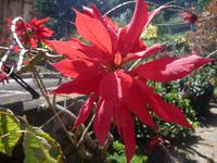 Weihnachtsstern im Maerz 