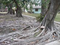 Wurzeln irgendjemand ? 