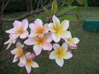 Franjipani 