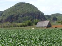 Tabakanbau mal ganz romantisch