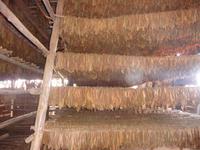 der Tabak wird getrocknet