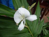 die Schmetterlingsblume ist die Nationalblume 